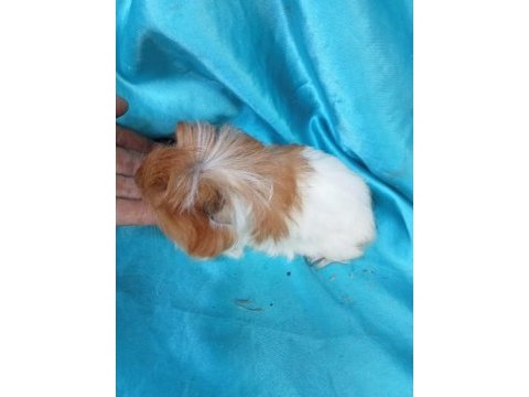 Ginepig yavrular