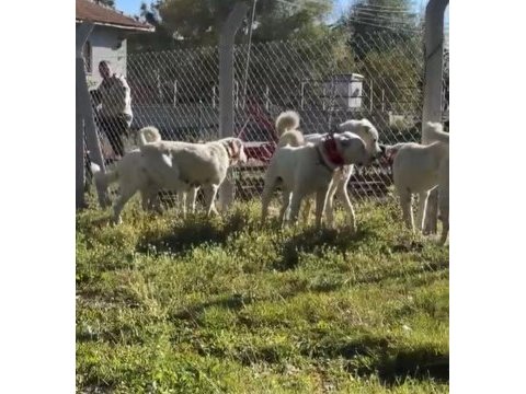 A kalite akbaşlar sürü köpeklerimiz