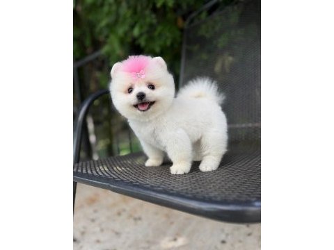 Orjinal pomeranian yavrumuz 