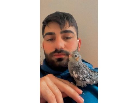 Yuvadan uçmak için hazır sultan papağanı