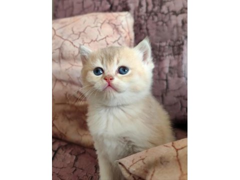 British shorthair kızımıza yeni aile arıyoruz