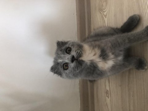 1 aylık yavru british shorthair