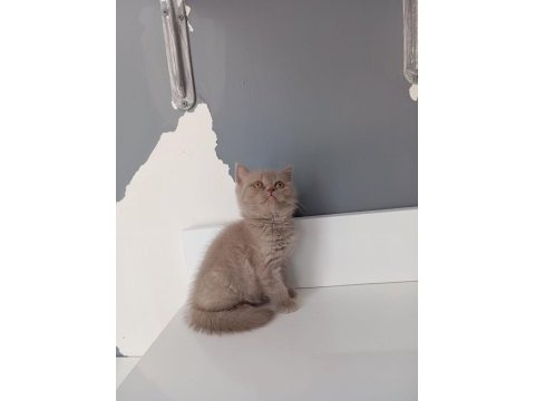 Saf kan british shorthair yavrularımız