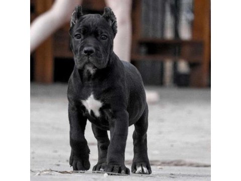 Orjinal cane corse yavrumuz 