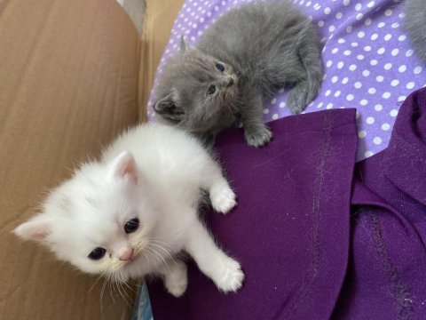 British shorthair yavru kedimiz