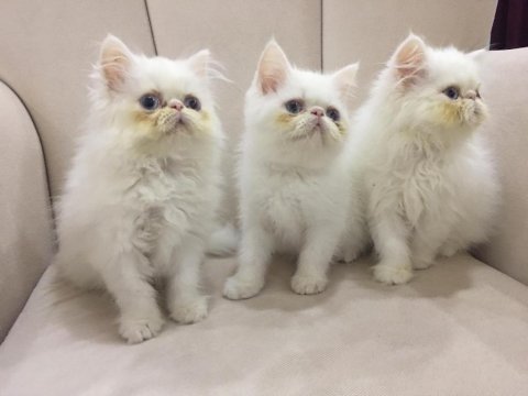Eşsiz exotic shorthair red point erkek yavrular.