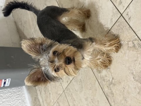 Saf terrier