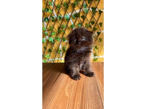 Scottish fold kaçmaz fırsat