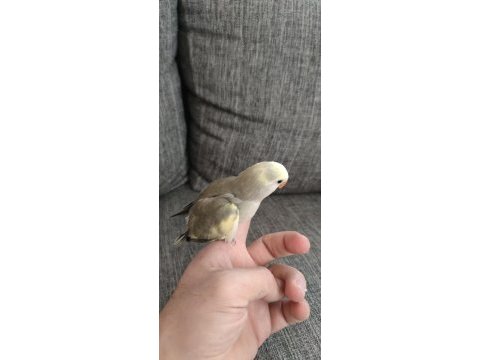 Sevda papağanı elle besleme