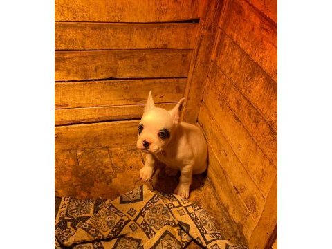 5 aralık doğumlu erkek fransız bulldog teslime hazır