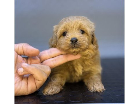 Red üst düzey maltipoo bebeklerimiz