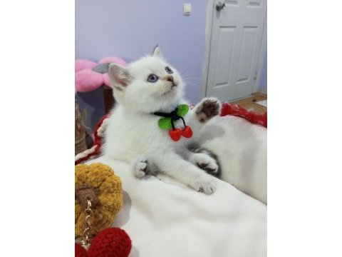 Safkan scottish fold ve straight yavrular catteryden