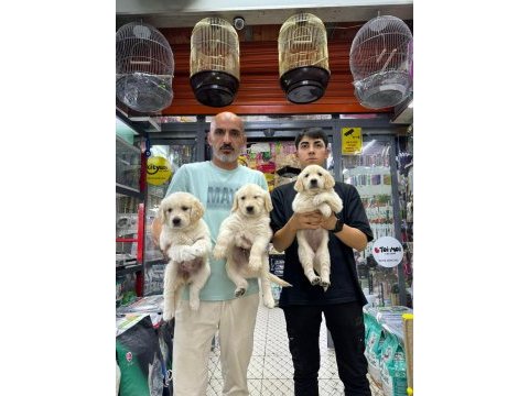 Orijinal baby face golden retriever yavrularımız