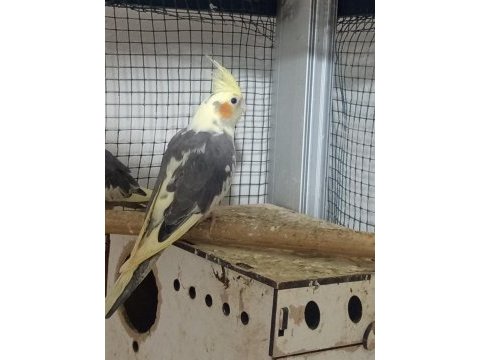 Ele alışkın sultan papağanı ısırması vs yoktur