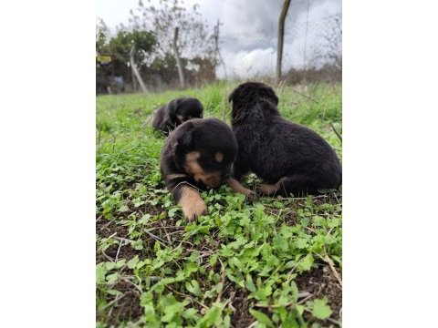 Kıf onaylı a scrli rottweiler yavrular