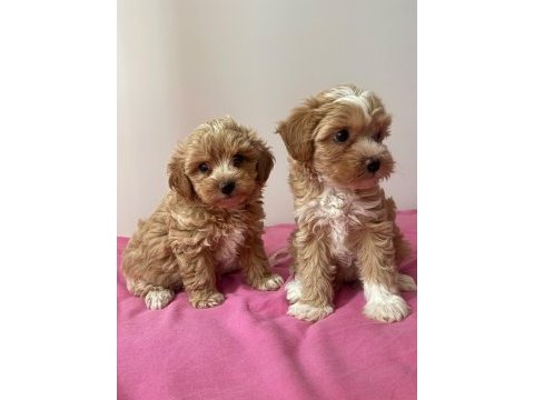 Anne babadan orjinal maltipoo bebekleri
