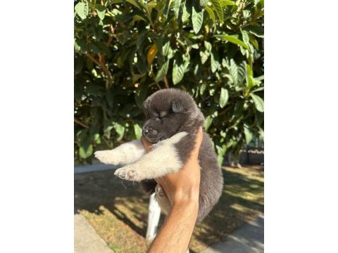 Amerikan akita yavru köpekler