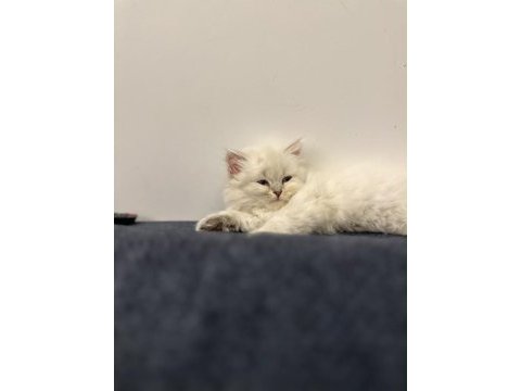 Son erkek british longhair yavrumuz