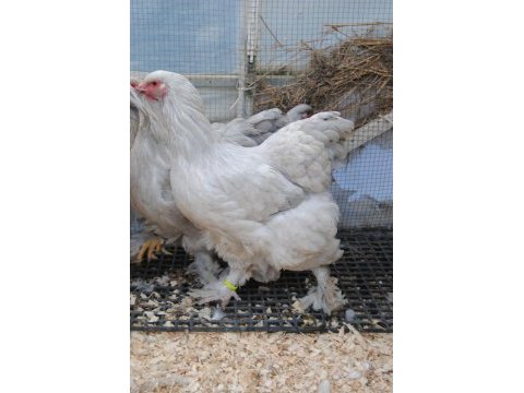 Lavender brahma kuluçkalık yumurta & civciv