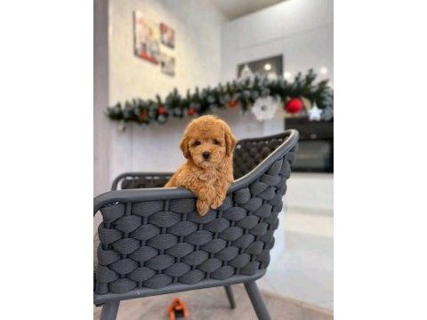 Anne altından safkan maltipoo bebekler
