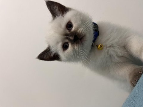 Yok böyle british shorthair