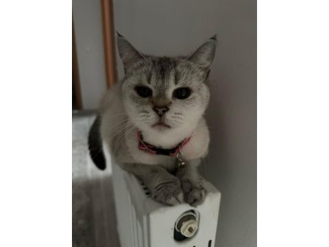 Burmilla cinsi kedimiz aşılı ve bakımlı