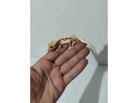 Üst kalite crested geckolar