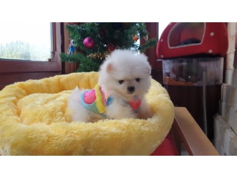 Mini boy teacup boo pomeranian