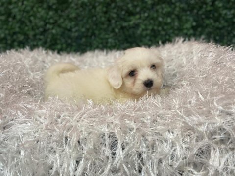 Maltese bebekler