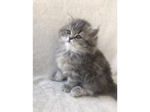 British longhair dişi yavrumuz ev ortamında doğdu