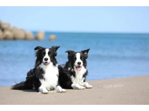 Üst kalite border collie yavruları çiftlikten 