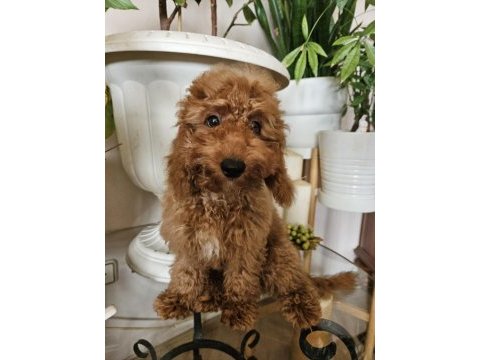 Ev ortamından red toy poodle yavru