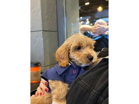 3 aylık maltipoo oğlum
