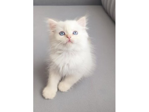 Nadir bulunan üstün ırk british longhair cy 1233 point