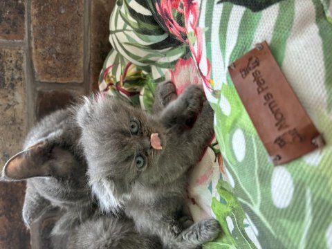 Meraklı şirin scottish fold