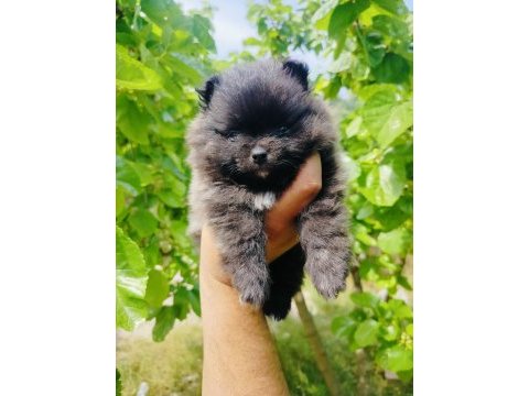 Siyah pomeranian yavrularımız