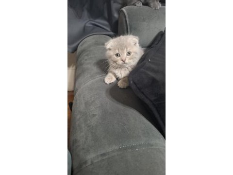 Scottish fold kedisi minnoşum