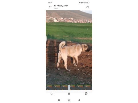 Yavru kangallar yeni doğum