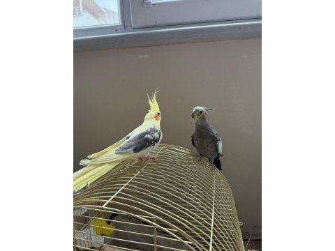 Sultan papağanları için yeni yuva aranıyor