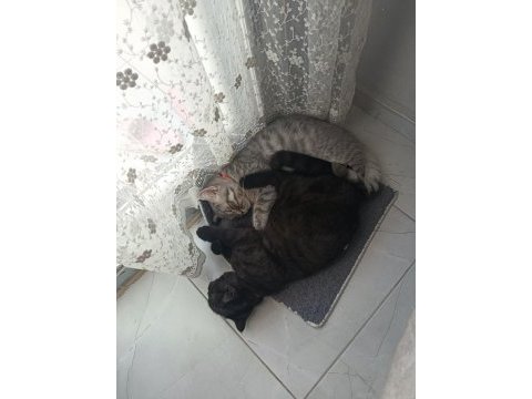 Kendi kedimin yavruları