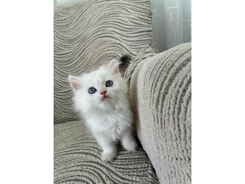Birbirinden kaliteli golden british longhair yavrular
