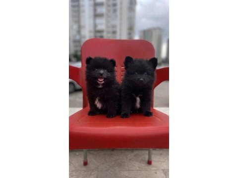 A kalite pomeranian boo bebekler