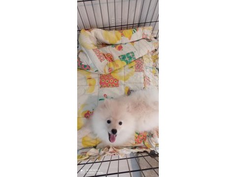 4 aylık pomeranian boo