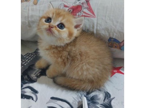 Safkan golden british shorthair