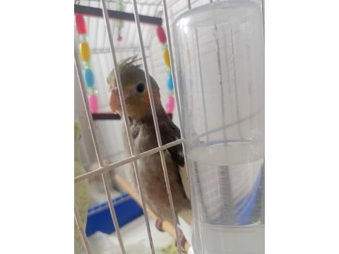 Sultan papağanı erkek 8 aylık