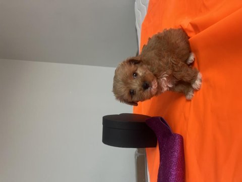 Maltipoo yavrularımız