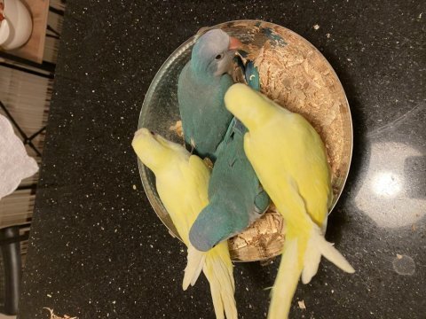 El beslemesi bebek monk papağanı