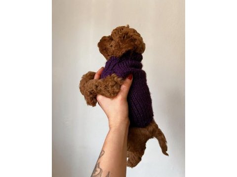Red brown toy poodle yavrum