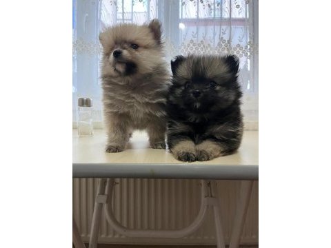 Pomerian boo dişi yavrumuz yeni yılda mutluluk
