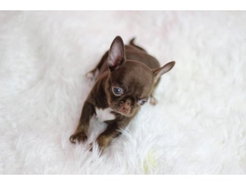 Show teacup chocolate chihuahua
